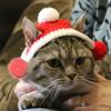 Chapéu de Bruxa de Halloween Mais Vendido Transfronteiriço Festival de Animais de Estimação Engraçado Fantasia Gato Cachorro Natal Acessórios de Cabeça Atacado