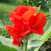 Los bulbos de planta de Canna son fáciles de cultivar, Flores hidropónicas, Plantas en maceta para jardines exteriores, Plantas verdes, Plantas de suelo, Plántulas de flores, Rizomas perennes