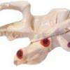 Venta al por mayor del fabricante Modelo del Hueso Temporal Zm1016 Modelo de Anatomía Médica para Enseñanza Modelo de Hueso Temporal Grande Natural