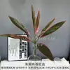 Planta Verde Artificial de Gama Alta Nandina Bambú Tallo Único Arreglo Floral para Decoración del Hogar, Decoración de Planta Verde para Mesa de Sala de Estar