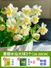 Bulbos de Semilla de Narciso Zhangzhou Extra Grandes en Maceta Bulbos de Flor para Interior Cuatro Estaciones Flores Hidropónicas con Capullos