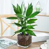 Plantas hidropónicas, Reina Ruyi, plantas en maceta, potos, plantas de interior, gardenia, palma roja, rojo auspicioso, flores verde jade