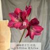 Flor artificial Clivia Zhu Dinghong adereços para fotografia de casamento chinês flor falsa Crane Dinglan decoração de arranjo floral para casamento e casa