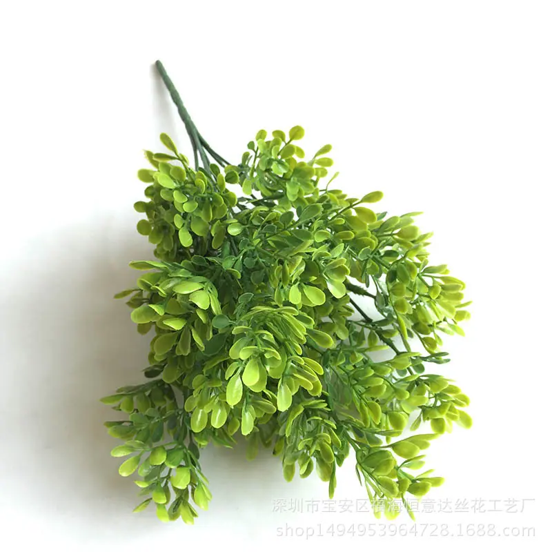 罗汉松