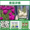 Tulipanes Hidropónicos al por Mayor 5 Grados Bulbos Grandes Resistentes al Frío para Invierno Interior/Exterior Fáciles de Cultivar para Principiantes Flores en Maceta Plantas