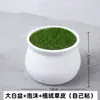 Venta al por mayor de fábrica de bonsáis, macetas de plástico, plantas suculentas, plantas verdes de escritorio de cerámica, juegos de macetas M