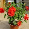 Planta de hibisco en maceta con pétalos dobles, importada de Dinamarca, hibisco de flor grande, florece todo el año, adecuada para balcón y decoración interior