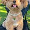 Colar para Pet Colar de Pérola para Gato Colar para Cachorro Pingente de Pegada de Cachorro Corrente Dupla Joia para Gato Cachorro 22910