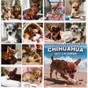 Chihuahua de Praia 2027 Calendário de Pets Filhote Fofo Calendário de Parede Comerciante Transfronteiriço Dropshipping Impressão