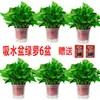 Rabanete Verde Vaso Flor de Interior Planta Verde com Trepadeiras Longas e Folhas Grandes, Adequado para Todas as Estações, Cultivo Hidropônico em Solo para Escritório e Sala de Estar
