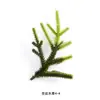 Árbol de Navidad Transfronterizo Planta Verde Planta Acuática Accesorios Diseño Creativo DIY Plantas Acuáticas Simuladas Bonsái de Interior Materiales Decorativos