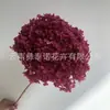 Flor Preservada Haste Única Hortênsia Anna Anna Folha Pequena Bella 40 Cores Personalizado Atacado Presente Dia dos Professores