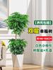 Dropshipping Árvore da Felicidade Planta de Vaso para Sala de Estar Grande Pilha Velha Planta Verde Interna Árvore da Paz Bonsai Formaldeído-Absorvente Quatro