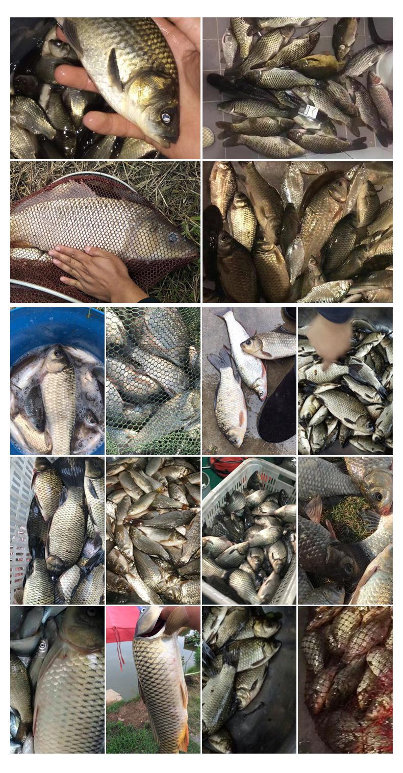 多味型饵料_12.jpg