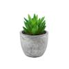 En existencia Simulación de dedos de bergamota azul carnosos Planta en maceta Adornos de escritorio Mini planta verde Bonsai TEMU Planta de simulación
