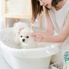Desodorante para plantas gel de ducha para perros pequeño Teddy golden retriever champú especial baño limpieza de mascotas suministros de baño