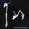 Modelo de Hueso del Miembro Superior Izquierdo con Escápula y Clavícula, Anatomía del Húmero, Radio y Cúbito, Materiales Didácticos Precisos para Enseñanza y Entrenamiento Ortopédico