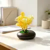 Suministro Directo Transfronterizo Mini Plantas Verdes Flores Falsas Plantas en Maceta Simulación Piedras Decorativas Maceta Plana Adornos Fotografía Foto Mini Bonsái Accesorios