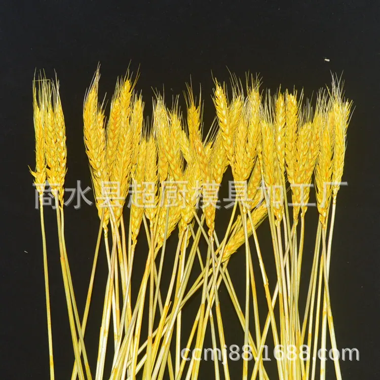 麦穗-(5)