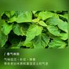 Aceite Esencial de Pachulí, Aceite Esencial de Indonesia, Aceite Esencial de Aromaterapia, Aceite Esencial para Masaje, Materias Primas al por Mayor de Aceites Esenciales Únicos