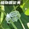 Grampos para Trepadeiras, Grampos para Plantas, Grampos Verdes para Plantas, Grampos Fixadores para Trepadeiras, Fixadores para Pimentão e Berinjela, Grampos para Mudas