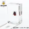 Artesanías de especímenes, insectos reales, escarabajo ciervo, escorpión, escarabajo, araña, regalos de enseñanza de ciencias biológicas, adornos de resina