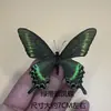 Venta Directa al Por Mayor de Fábrica de Especímenes Reales de Mariposas con Alas Extendidas, Diversos Insectos y Escarabajos, Accesorios para Fotos, Educación Científica, Especímenes Naturales