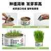 Pipitao Recipiente para Hierba para Gatos Mascotas Kit Perezoso para Cultivar Hierba de Trigo para Gatos Golosinas para Gatos Eliminador de Bolas de Pelo Golosinas para Gatos