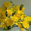 Bulbos de fresia de pétalos dobles, importados, fáciles de mantener durante todo el año, plantas ornamentales de flor en maceta, semillas de plantas bulbosas