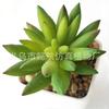 Suculenta Artificial Cabeça de Flor de Suculenta Artificial Bonsai Artificial Acessórios DIY Fabricante Conjunto de Cabeças de Flor de Suculenta Cor Personalizada