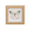 Mariposa Rayada de Tigre Rara, Adorno de Insecto Precioso, Espécimen de Mariposa Azul, Regalo para Ancianos, Amigos o Niñas en su Cumpleaños, Marco de Espécimen de Mariposa