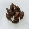 Materiales de Juego de Cáscara de Fruta Natural Carrillón de Viento Cáscara de Fruta Sonajero Material de Vid de Calabaza Muñeca de Cáscara de Fruta Paquete de Materiales de Cáscara de Fruta para Bricolaje