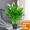 Las Plantas de Palma Blanca en Maceta Tienen un Viaje Tranquilo, las Plantas Hidropónicas Son Fáciles de Cultivar en Interiores, Florales, Potos, Plantas Verdes, Anturios Cultivados en Agua Florecen en Todas las Estaciones