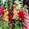 Semillas Caseras Paquete Pequeño Combinación Fácil de Cultivar en Todas las Estaciones Balcón Patio Jardinería Casera Semillas de Flores Fabricante Venta al por Mayor Entrega
