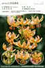 Bulbos de Lírio de Outono de Floração Dupla, Mudas de Flores de Floração Simples, Lírios Perfumados Comprados Diretamente da Holanda, Canhão de Ferro, Plantas de Vaso para Iniciantes do Pátio Karie