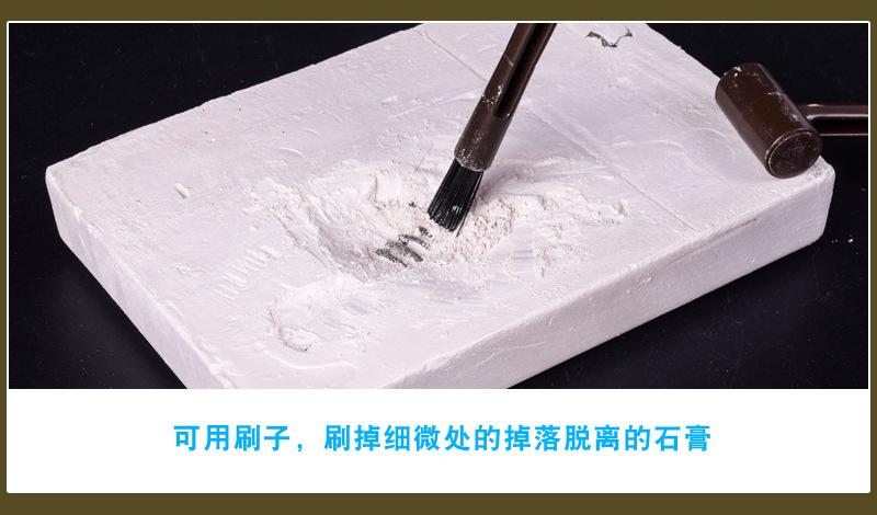 挖掘恐龙详情图6