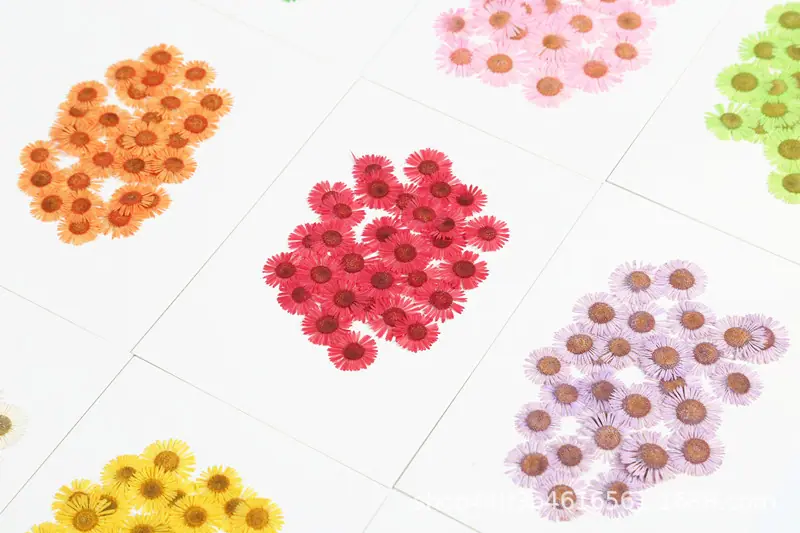 针菊
