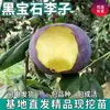 Plántulas de Ciruelo Frutal de Gema Negra de Una Pieza para Envío Directo, para Plantar en el Norte y el Sur, Plantas de Maceta para Patio, Plántulas de Ciruelo Injertadas de Fruta Grande
