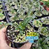 Bonsái Miniatura de Acoro con Piedra, Plantas Hidropónicas, Planta del Dinero, Bigote de Tigre, Rosa de la Luz de Luna, Fénix Dorado, Rosa Silvestre de Montaña, Rosa Micro Luna, y Otros