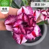 Planta en Maceta Rosa del Desierto con Doble Pétalo, Planta Verde Resistente a la Sequía, Fácil de Cuidar en Interiores o en el Balcón, Planta Suculenta Fácil de Mantener en Verano
