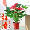 Color Soñador Rojo PalmaMelocotón Labios Color Soñador Palma, una planta hidropónica de cuatro estaciones, tolerante a la sombra y de fácil cuidado que elimina eficazmente el formaldehído