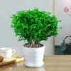 Madera fragante madera de pimienta auténtica planta verde en maceta planta repelente de mosquitos plántula de planta espécimen viejo flor hierba repelente de mosquitos de interior Jiulixiang