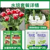 Tulipanes Hidropónicos al por Mayor 5 Grados Bulbos Grandes Resistentes al Frío para Invierno Interior/Exterior Fáciles de Cultivar para Principiantes Flores en Maceta Plantas