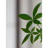 Árvore da Fortuna Pequena em Vaso Florais Nativos Forma Interessante Árvore da Fortuna Sala de Estar Mesa Plantas Verdes Interior Fortuna Escritório