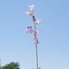 Flor de Campana Artificial de Tallo Único, Flor Falsa para Decoración del Hogar, Decoración Suave, Fondo de Boda, Accesorio de Fotografía, Suministro Transfronterizo