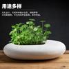 Cuenco de Cerámica de Nenúfar para Planta de Centella Hidropónica, Maceta Simple Creativa para Plantas Verdes en Casa Cultivadas en Agua