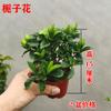 Planta samambaia esporo planta verde adiante samambaia adiante interior escritório samambaia rabo de lobo ninho de pássaro flor hidropônica
