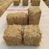 Espigas de Trigo Secas para Paisajismo de Campos de Trigo, Decoración de Atmósfera Otoñal, Accesorios para la Creación de Entornos en Jardines de Infancia, Embellecimiento de Escaparates