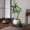 Árvore da Fortuna Pequena em Vaso Florais Nativos Forma Interessante Árvore da Fortuna Sala de Estar Mesa Plantas Verdes Interior Fortuna Escritório