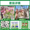 Tulipanes Hidropónicos al por Mayor 5 Grados Bulbos Grandes Resistentes al Frío para Invierno Interior/Exterior Fáciles de Cultivar para Principiantes Flores en Maceta Plantas